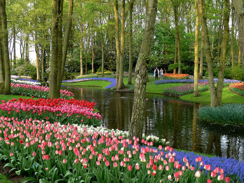 photo by twiga_swala on Flickr.Keukenhof also known as the Garden of Europe, is situated near Lisse,