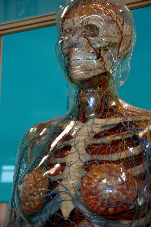 medicalschool:The Transparent Woman was made in Cologne, Germany, after 30 years of research. This 