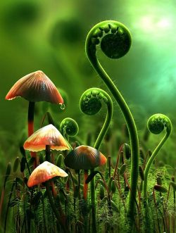 bluepueblo:  Mushrooms and Ferns, Marin County,