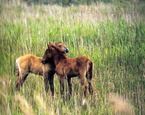 sapphireinthesun:  underthesamesofa:  (by a lover’s discourse)  cuties  EEEEEE