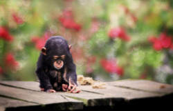 animals-animals-animals:  Baby Chimp (by