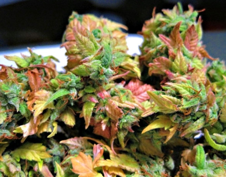 Peace. Love. Bud.