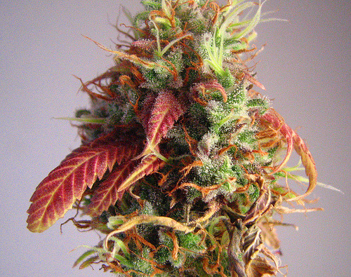 Peace. Love. Bud.