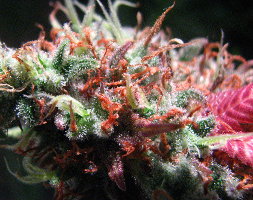 Peace. Love. Bud.