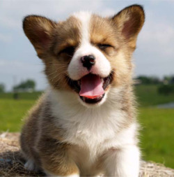 Buy Me A Corgi!