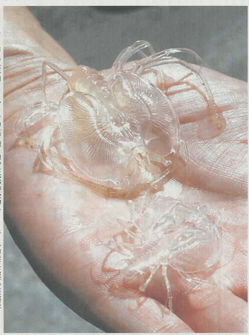 7at1stroke:超未来技術カニの透明化 - 虫＠ふたば ウチワエビのフィロゾーマ