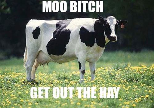 smosh:  Moo Bitch 