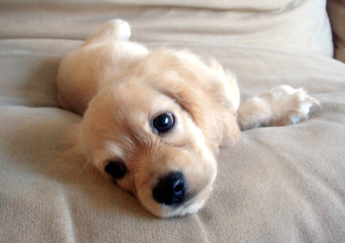 the-cafe-creme:  cream-leaf:  pe-a-c-h:  he is too cute x0x0   Heey cupcakes, click