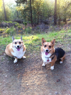 corgiaddict:  Darcy & Frasier getting