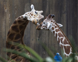 withmyheartwideopen:  samaralex:  San Francisco Zoo  I really want to know what the curved one is thinking about.