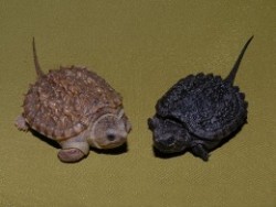 ironychan:  crimson-firecat:  jokerstrife:  I feel morally obligated to reblog pictures of small turtles.  EEEEE  Tiny turtles are one of the best things nature has come up with. 