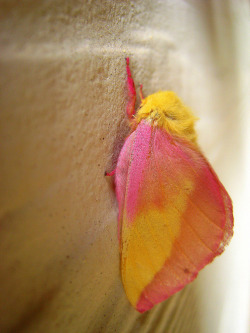 fuckyeahmoths:  Dryocampa rubicunda (Rosy Maple Moth) He’s amazing…like sherbet 