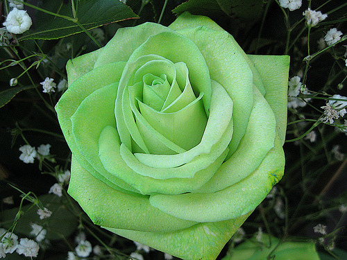 Moonflowers & Roses