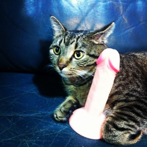 who got my new toy?