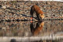 fuckyeahfoxfriends