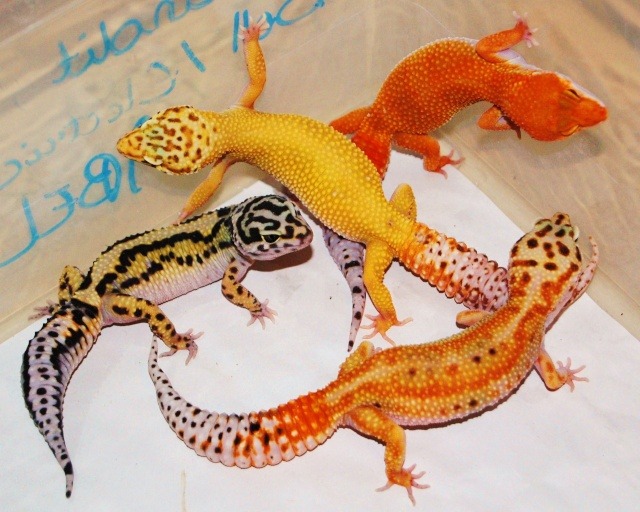 leopard gecko morphs