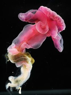 cordisre:  New Deep-Sea Worms Found: Sporting a bright fuchsia hue, this new species of acorn worm was recently found some 8,850 feet (2,700 meters) deep near the Mid-Atlantic Ridge. The colorful creature is one of more than 12 new species and at least