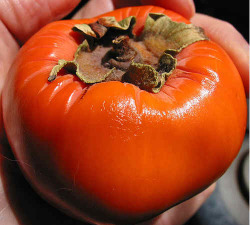 wtfitsnotalex:  New favorite fruit! Bitches don’t know about my persimmons! xD 