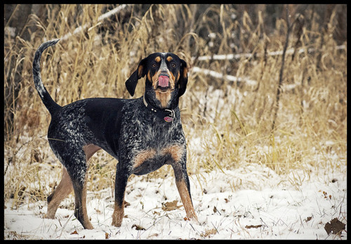 hazing:  Bluetick Coonhounds are the best dogs.  Bluetick Coonhounds. A hound breed