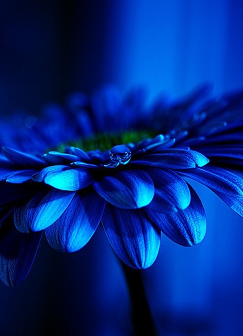 mundobrazil:  Blue Flower!!! 