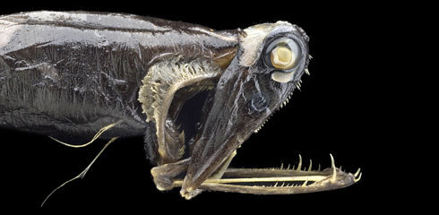 The stoplight loosejaw can dislocate its head and lunge its jaw at food, a trick that many of us have surely tried but few have succeeded at. Note that the lower jaw has no floor to it.
Source: NHM. More info here.