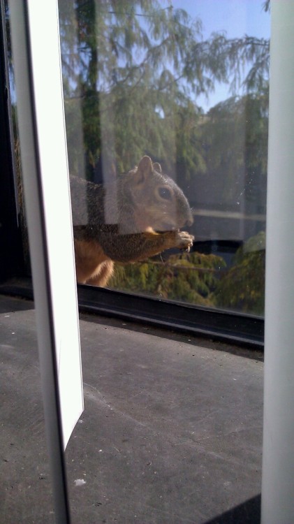 Studio mascot and guard dog, Nutty.