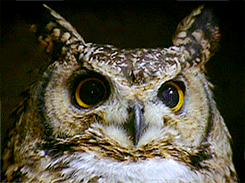 galeandhiscatnip:  Some of the owls at the Hogwarts Owlery :) 