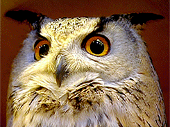 galeandhiscatnip:  Some of the owls at the Hogwarts Owlery :) 
