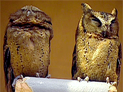 galeandhiscatnip:  Some of the owls at the Hogwarts Owlery :) 