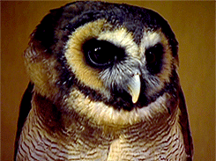 galeandhiscatnip:  Some of the owls at the Hogwarts Owlery :) 