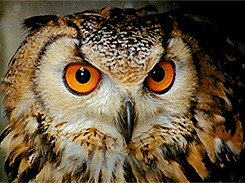 galeandhiscatnip:  Some of the owls at the Hogwarts Owlery :) 