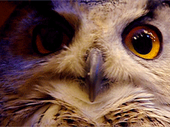 galeandhiscatnip:  Some of the owls at the Hogwarts Owlery :) 