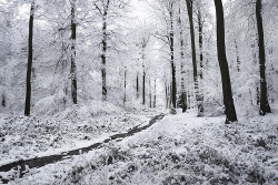 black-and-white:  Winter Woodlands (by photokes)