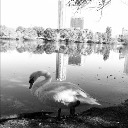 Met a swan today while walking town lake.  (Taken with instagram)