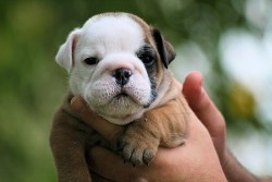 English Bulldog Love