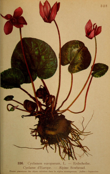 dendroica:
“n78_w1150 by BioDivLibrary on Flickr.
Atlas de la flora alpine 4.
Genève,Georg & Co.,1899.
biodiversitylibrary.org/item/39774
”