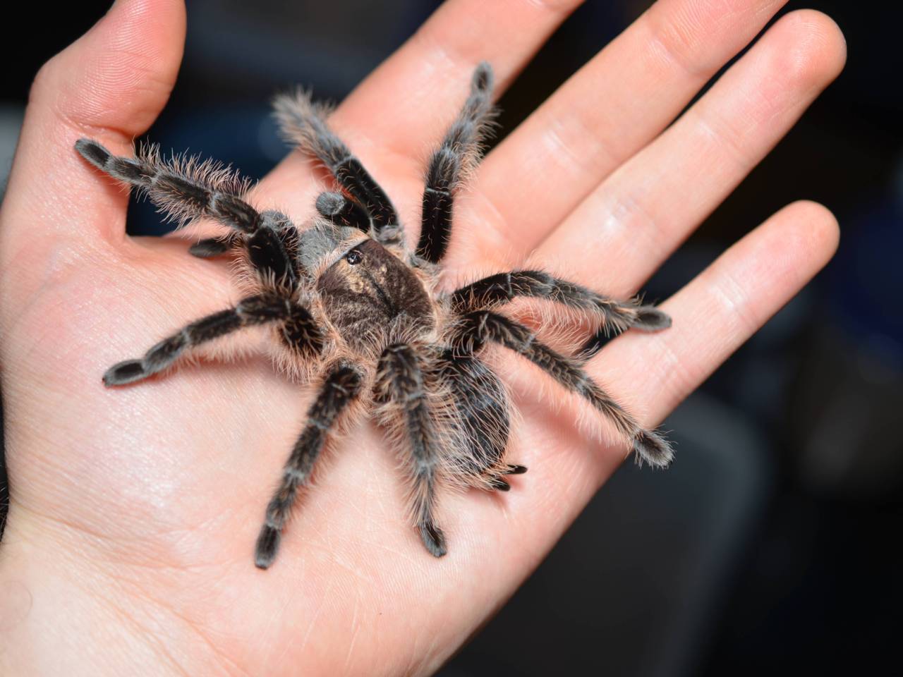 Sub-adult female Brachypelma albopilosum, Honduran Curly-hair tarantula. Probably the sweetest, most gentle spider you will ever meet.