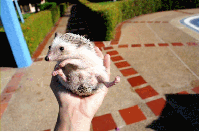 @AdorableBipolar owlstoughts:  He is so cute *-* 