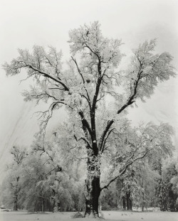 Oak Tree, Snowstorm, Yosemite National Park