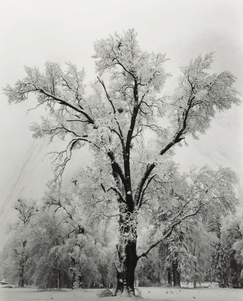 Sex Oak Tree, Snowstorm, Yosemite National Park pictures