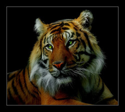 llbwwb:  Regal Tiger by observer