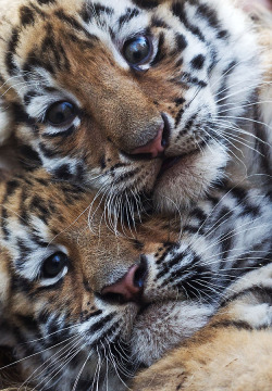 magicalnaturetour:  Two young tigers are