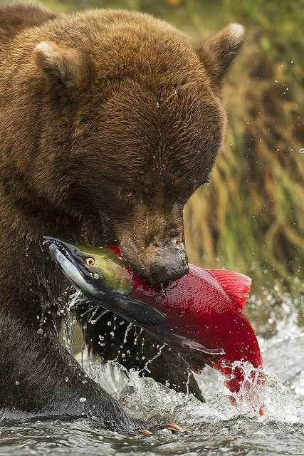 magicalnaturetour:  “Bear Necessities” by Stephen Oachs (ApertureAcademy.com) on Flickr. :)