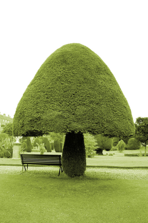 plasticdreams: Topiary in Drummond Castle Gardens, Crieff, UK… これはまた面白い剪定だなぁｗ