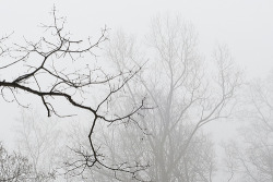 buoninverno:  Winter Fog (by JasonLangheine)