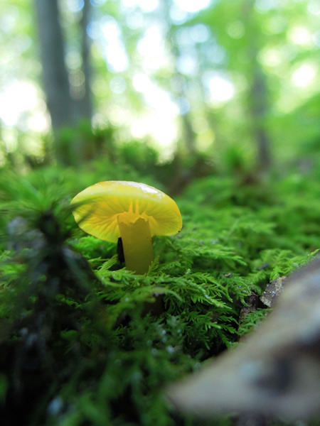 Tiny mushroom in Schenck Forest, Raleigh, NC.