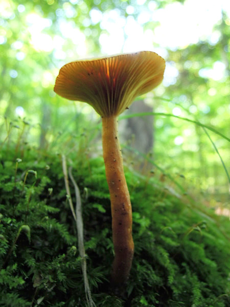 Mushroom in Schenck Forest, Raleigh, NC.