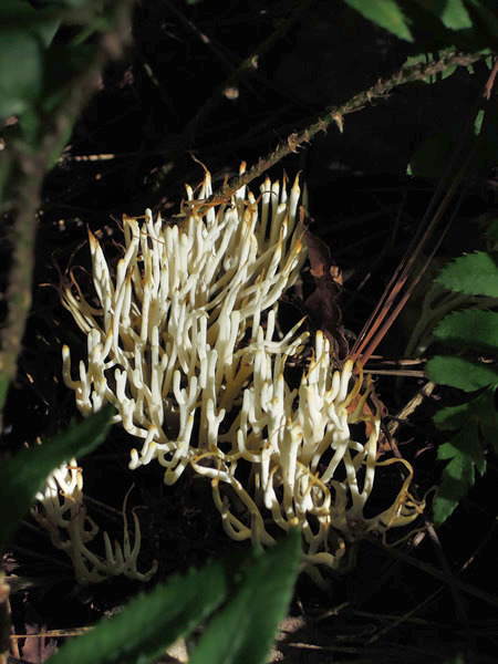 Mushroom, Schenck Forest, Raleigh, NC.