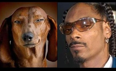 gretchens-weiner:  snoop doggy dogg resembling a dog    lol wow