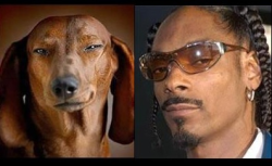 Gretchens-Weiner:  Snoop Doggy Dogg Resembling A Dog    Lol Wow